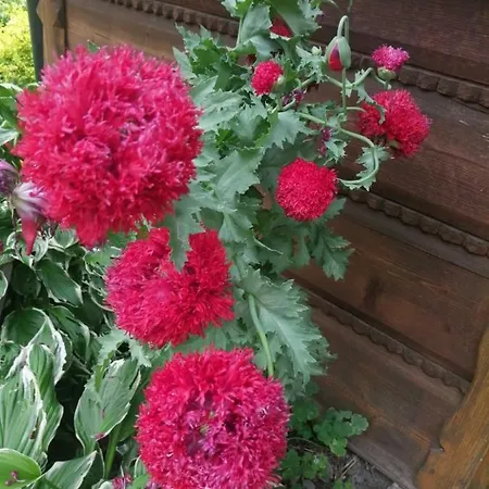 Leona Chalet Gorlice