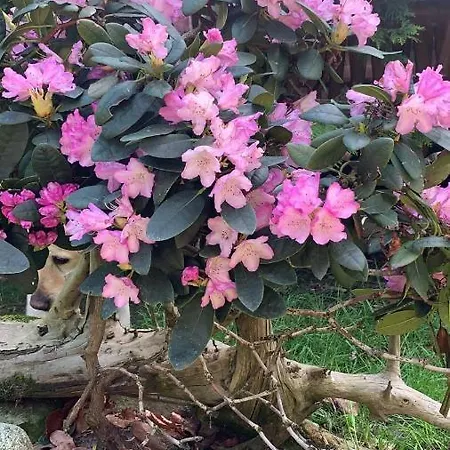 Leona Dağ evi Gorlice