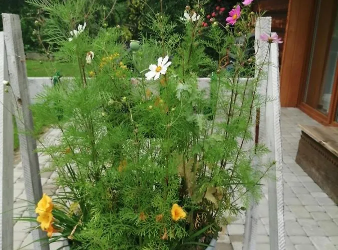 Leona Dağ evi Gorlice