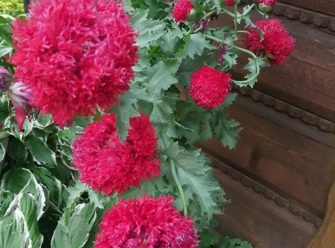 Leona Dağ evi Gorlice