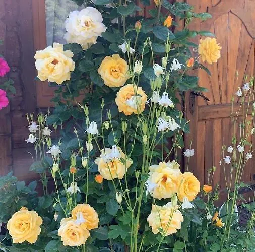 Leona * 고를리체